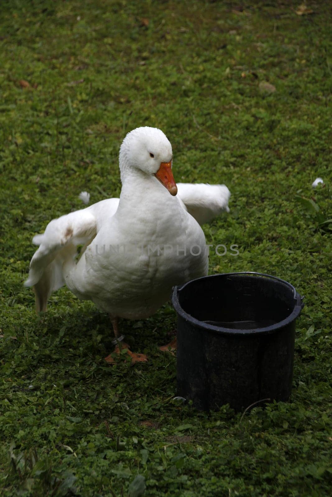 Lippe goose
