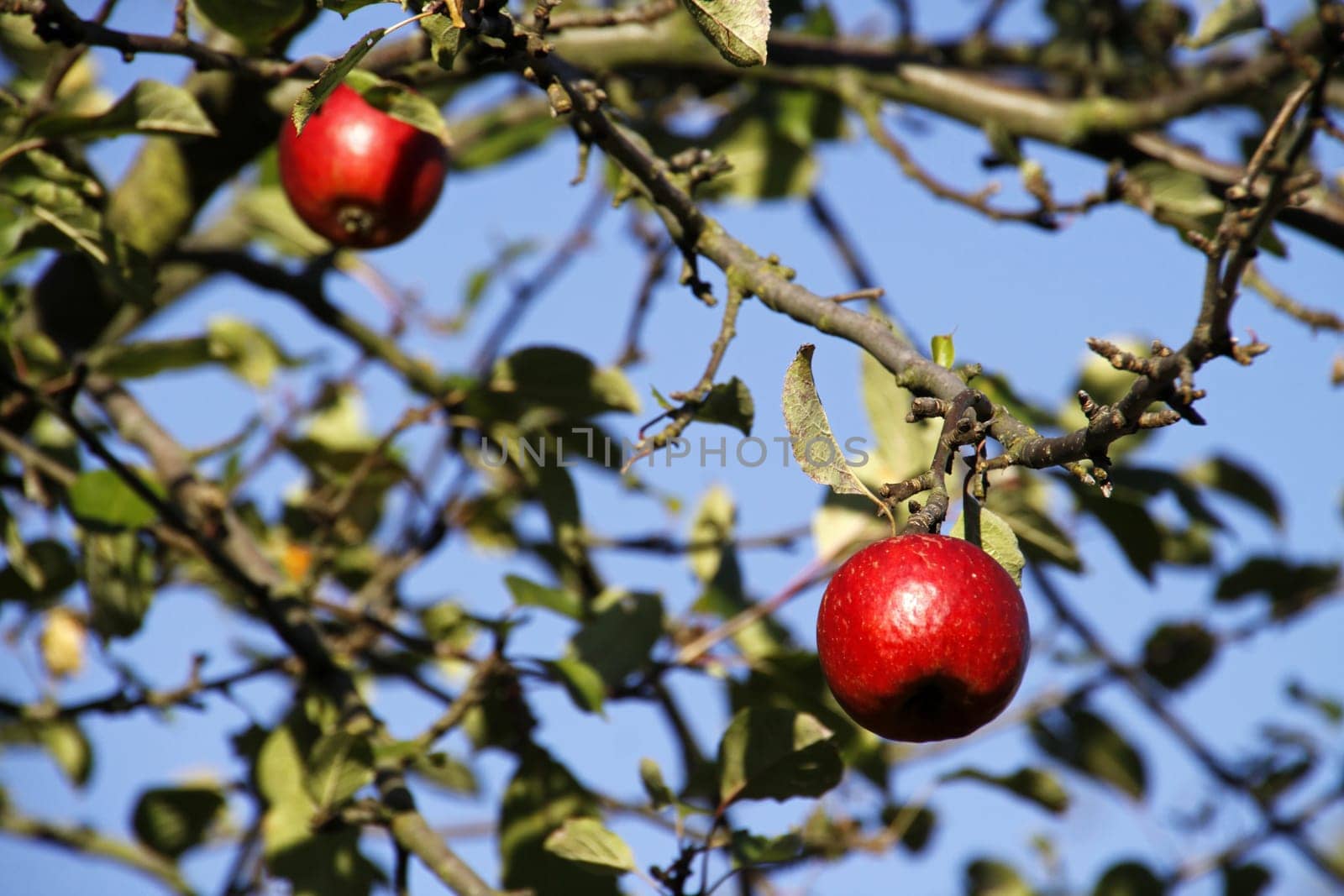 Red apples on an apple tree