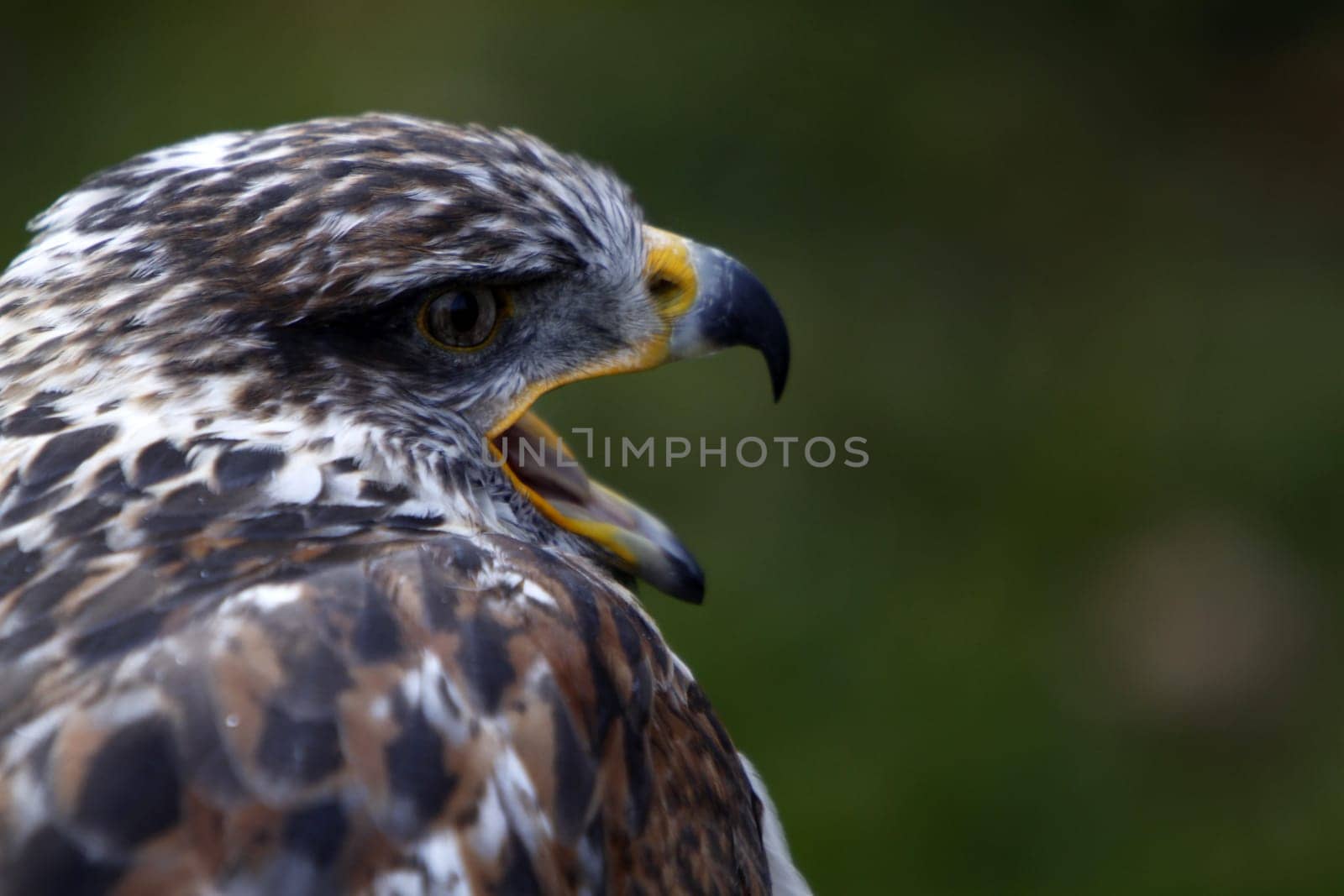King's rough-legged buzzard