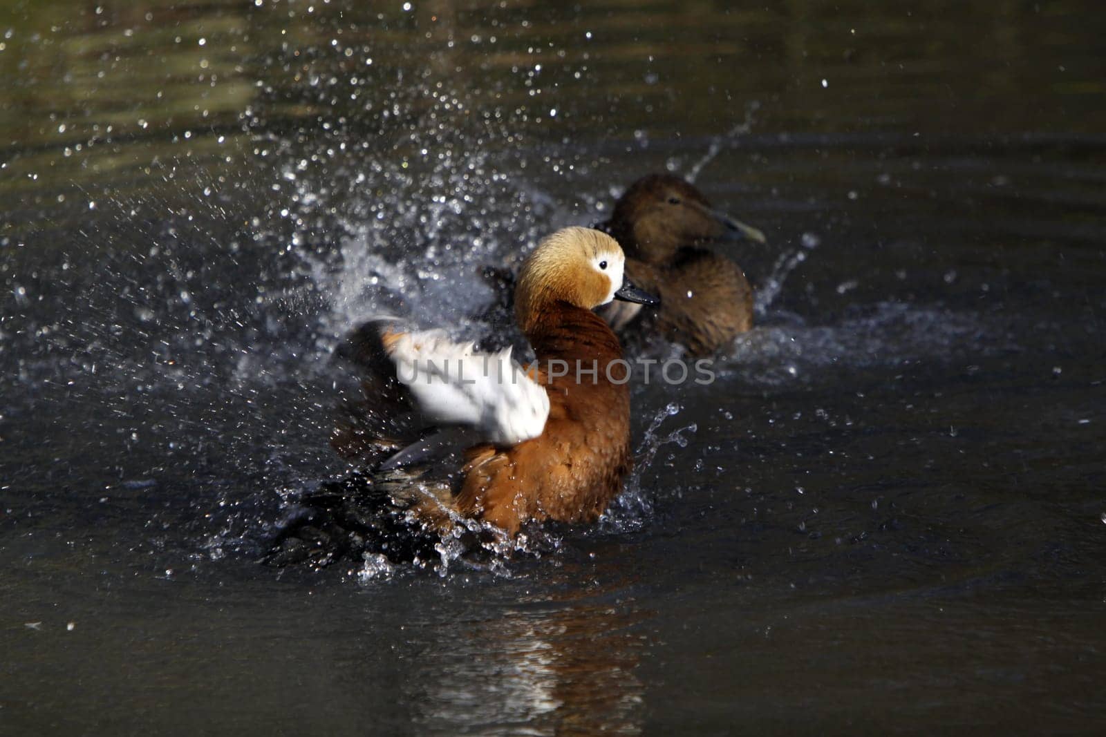 Ruddy shelduck