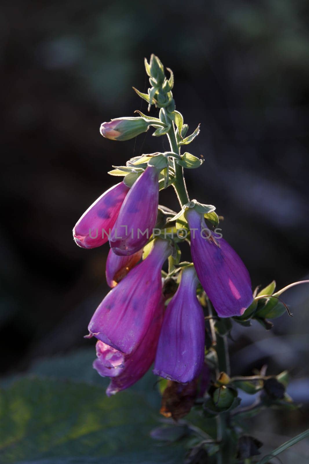 Red foxglove