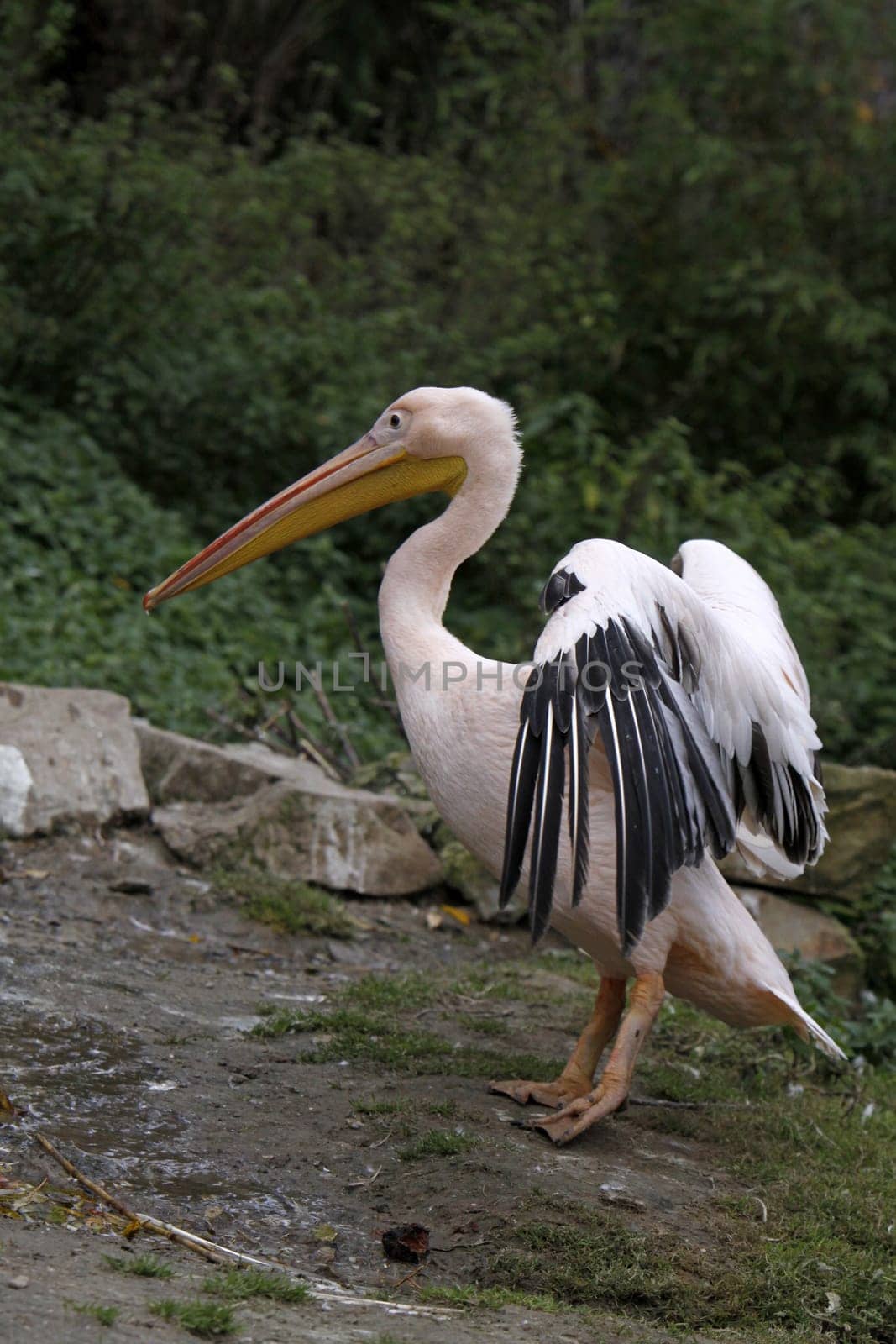 Pink pelican with outstretched wings