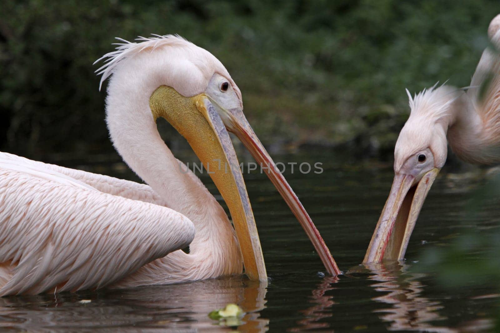 Two arguing pink pelicans