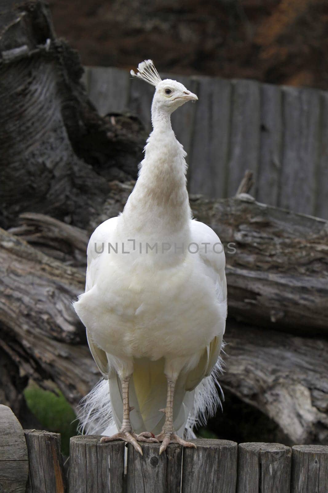 White peacock