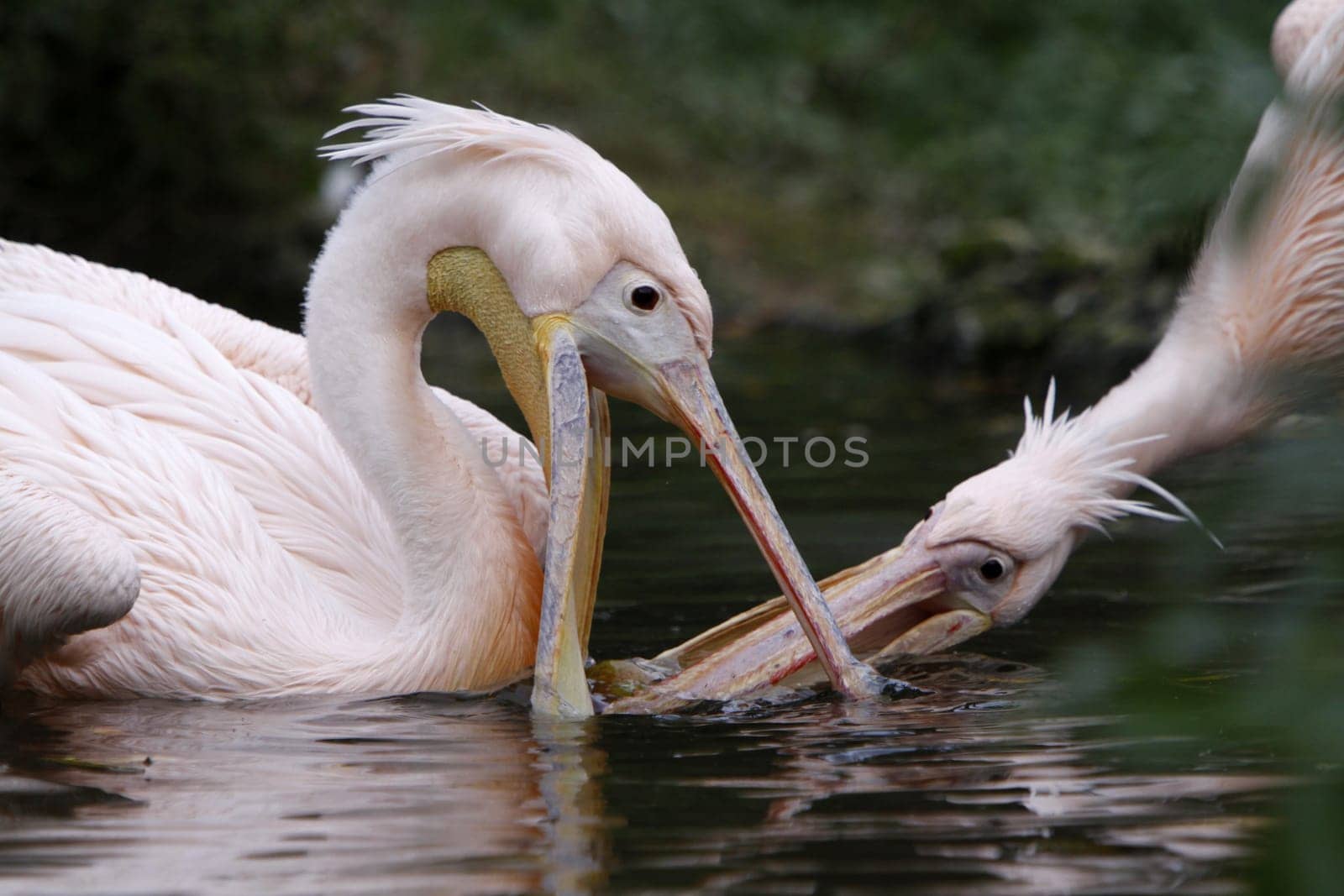 Two arguing pink pelicans