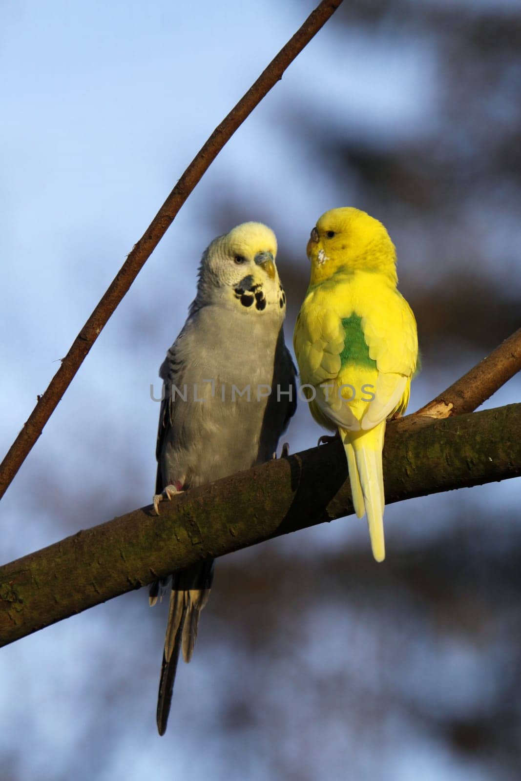 Two cuddling budgies