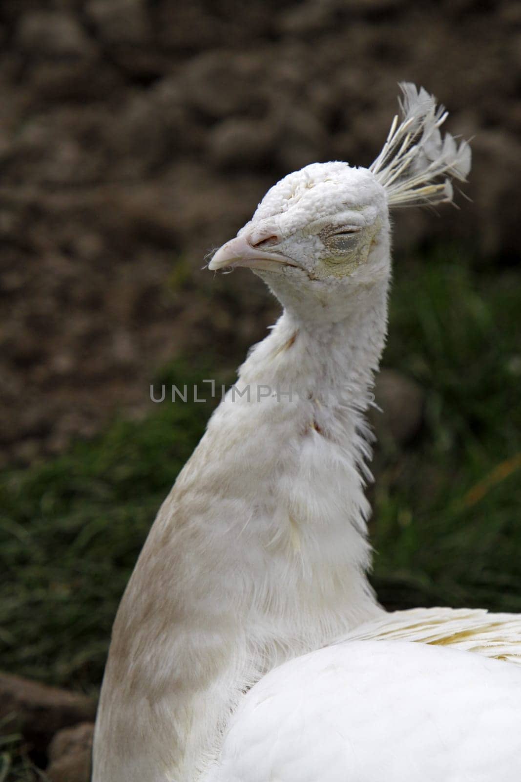 White peacock