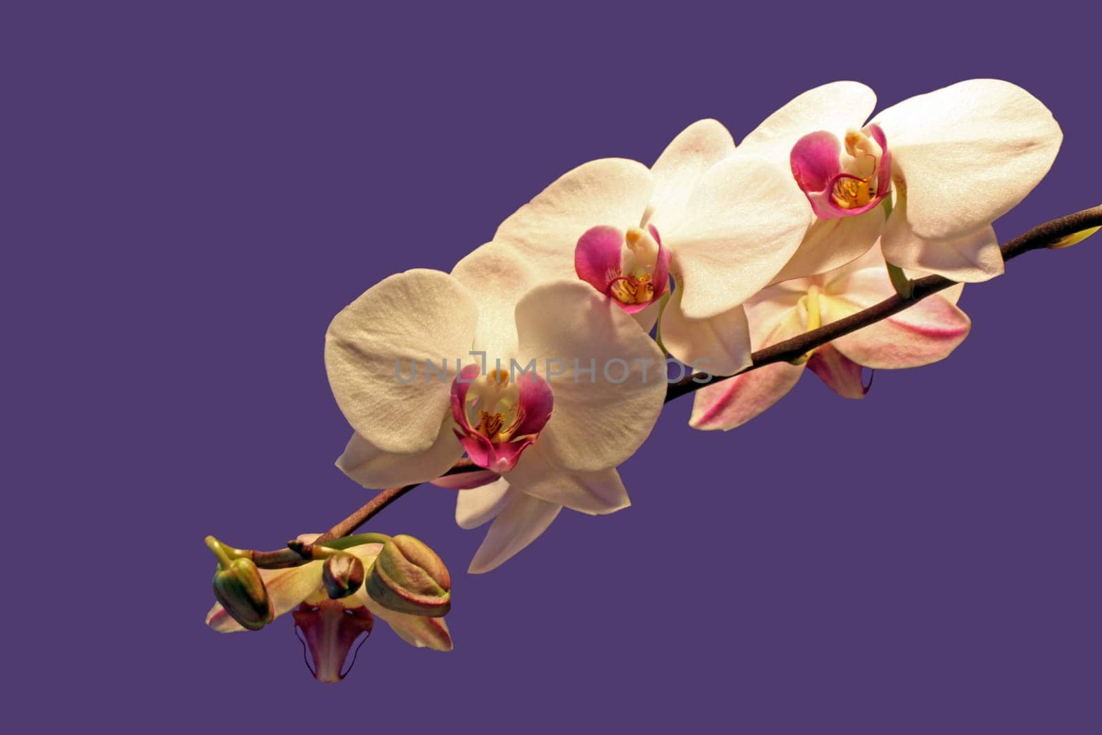 Phalaenopsis before violet