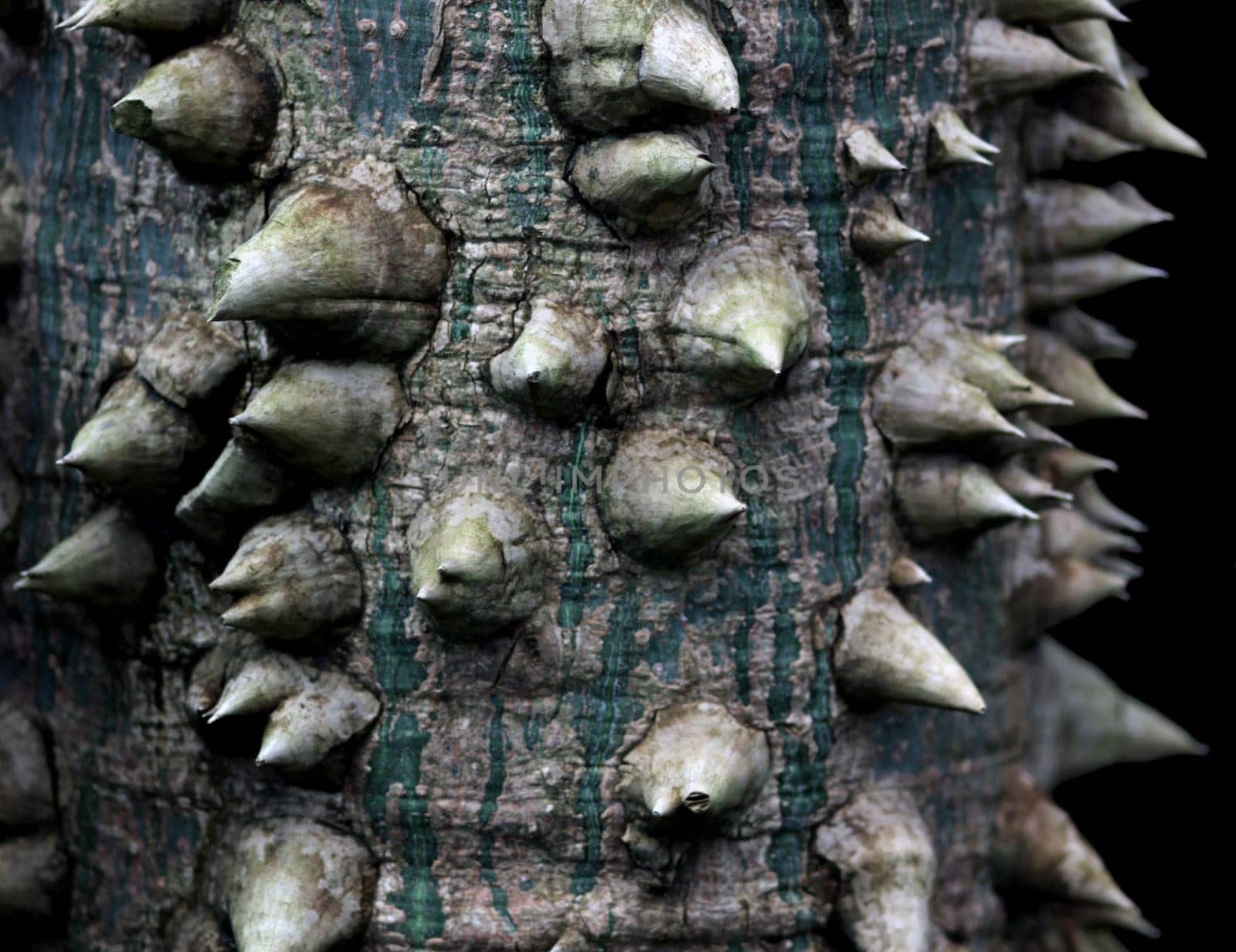 Kapok tree [Ceiba pentandra]