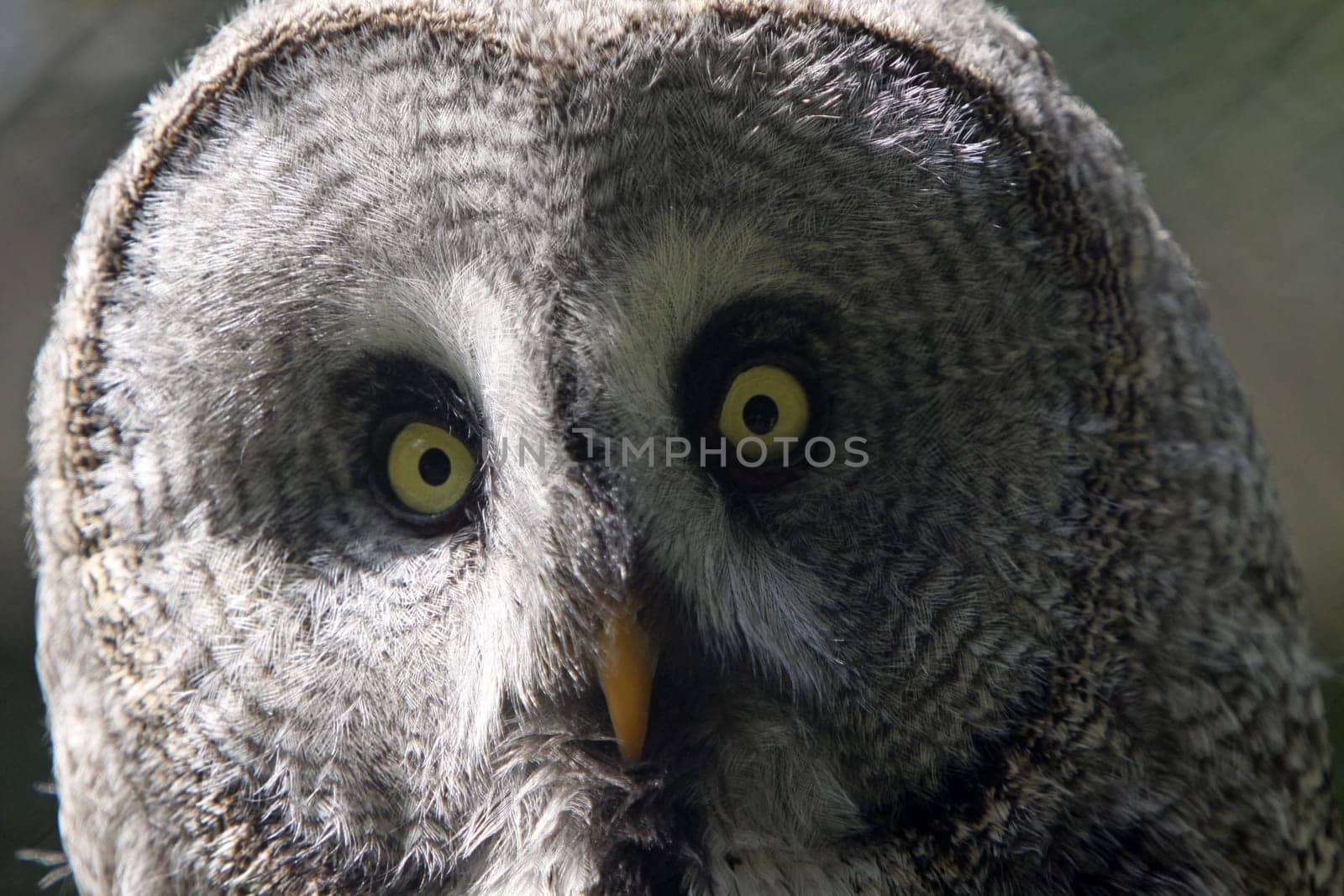 Great grey owl