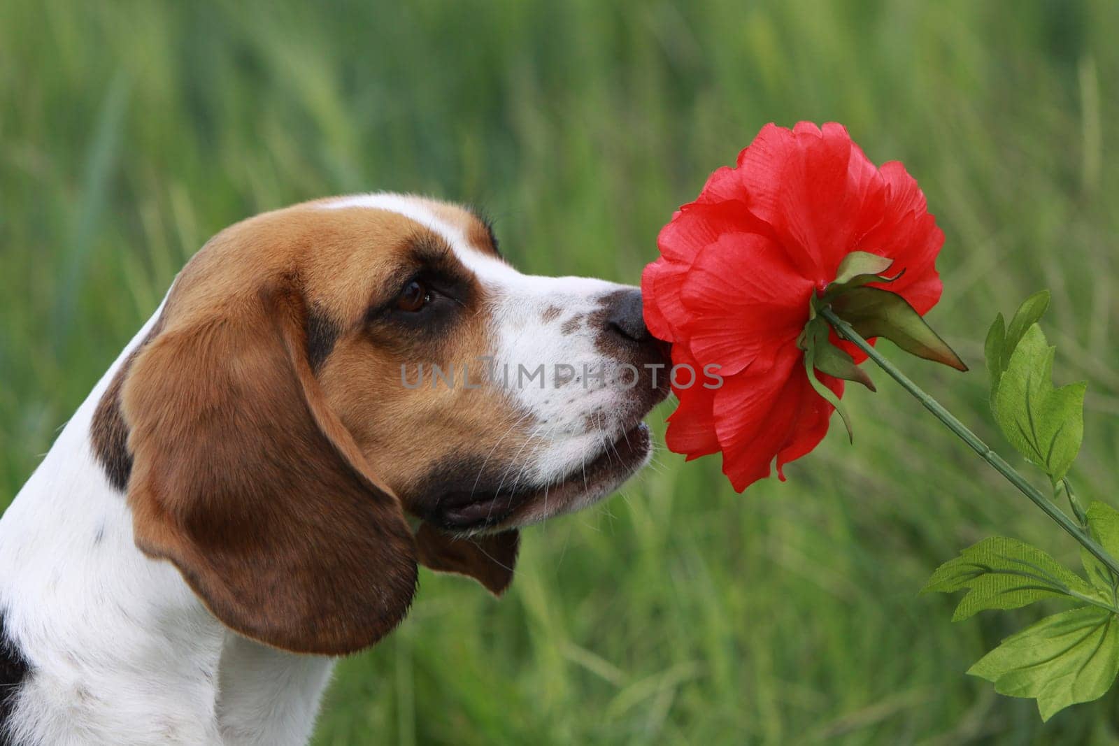 Beagle with red flower