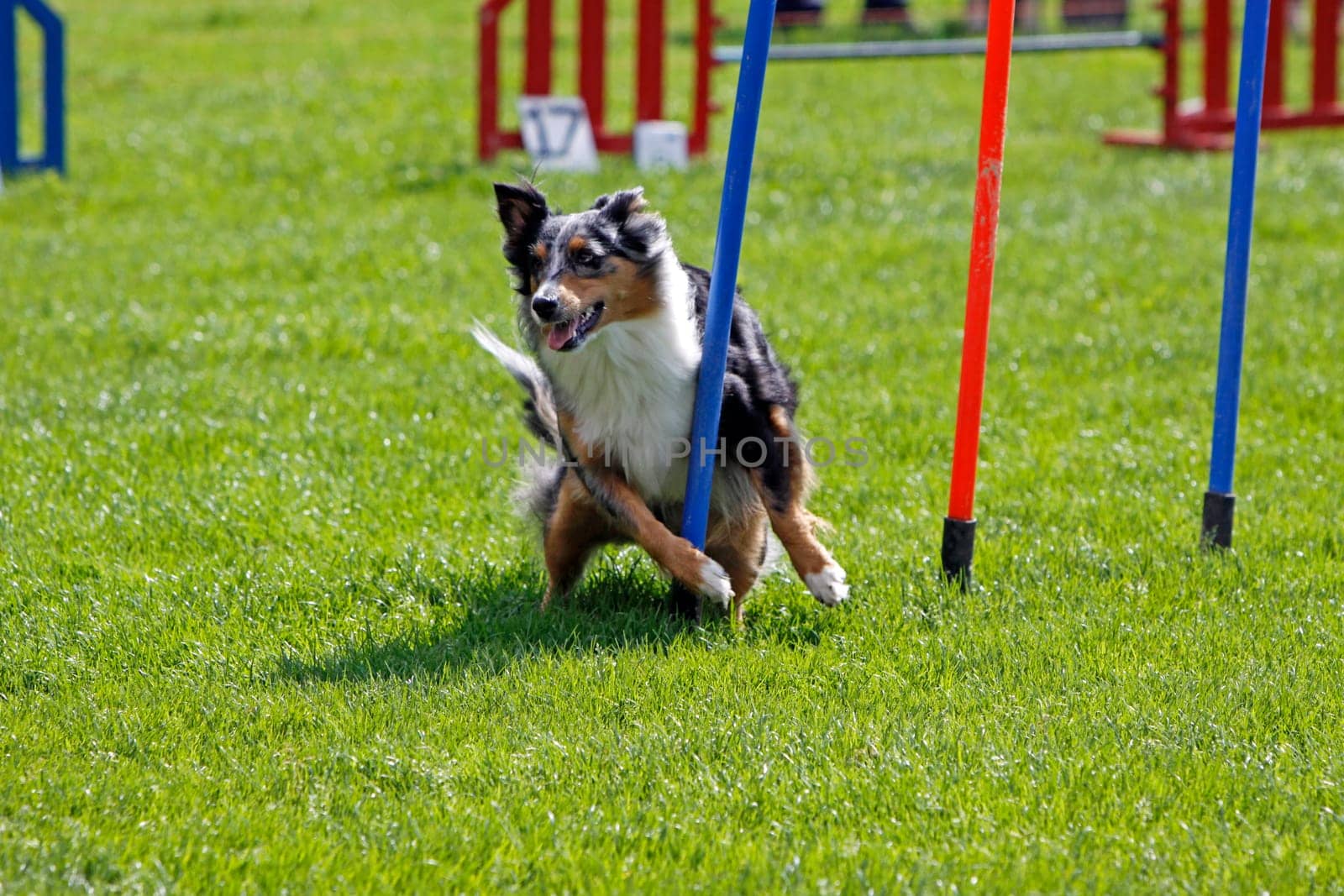 Australian Shepherd at Agility