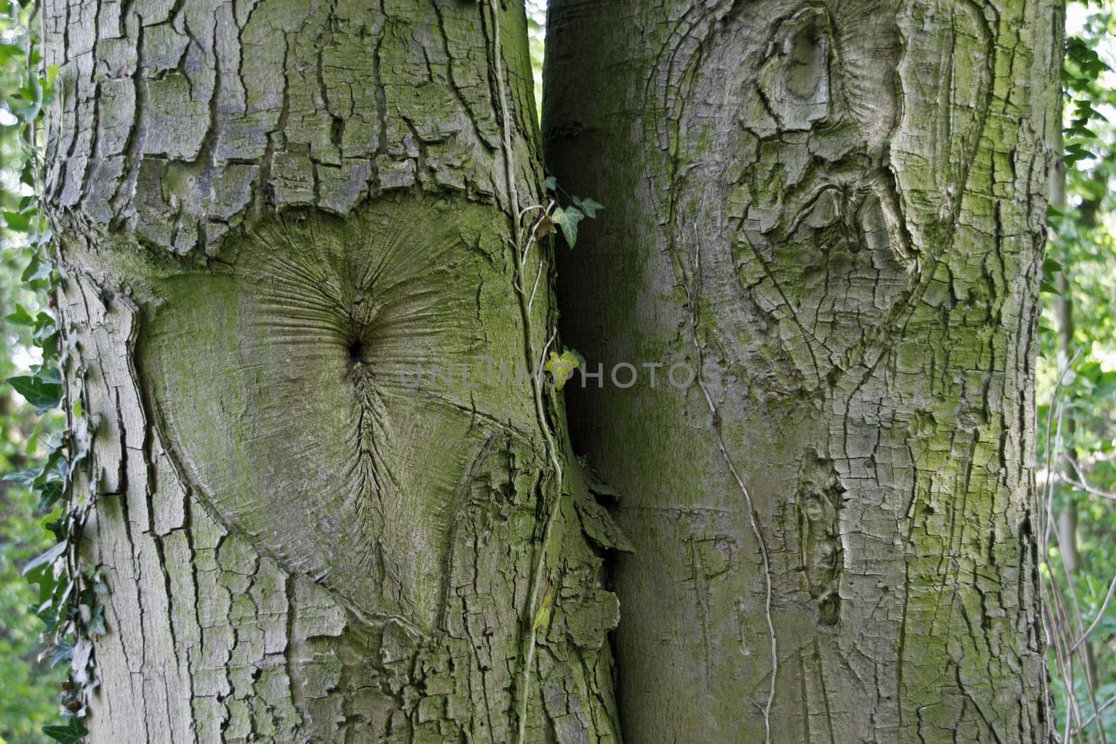 Two trees