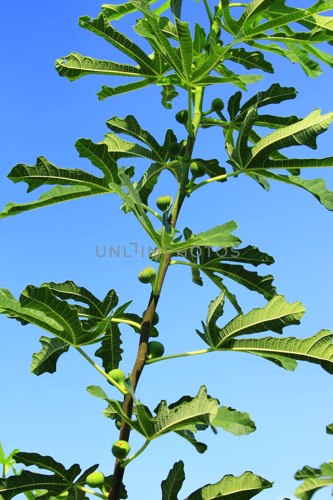 Real fig