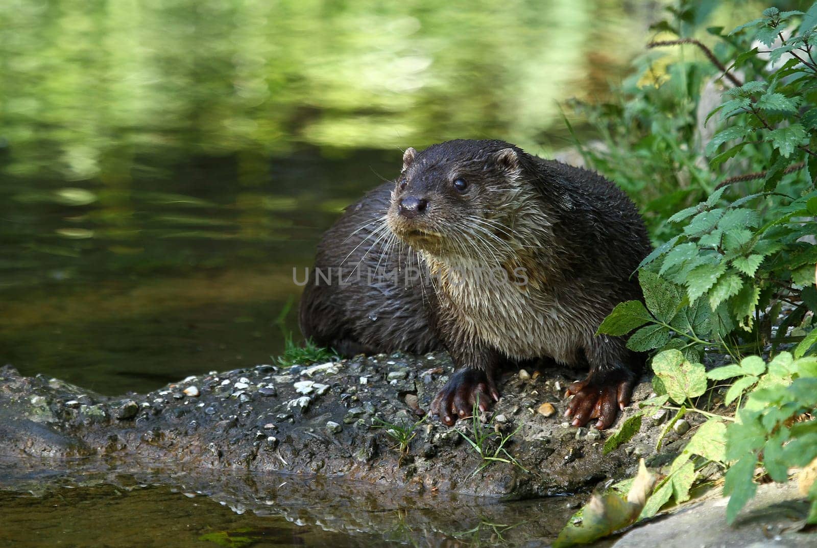 Eurasian river otter
