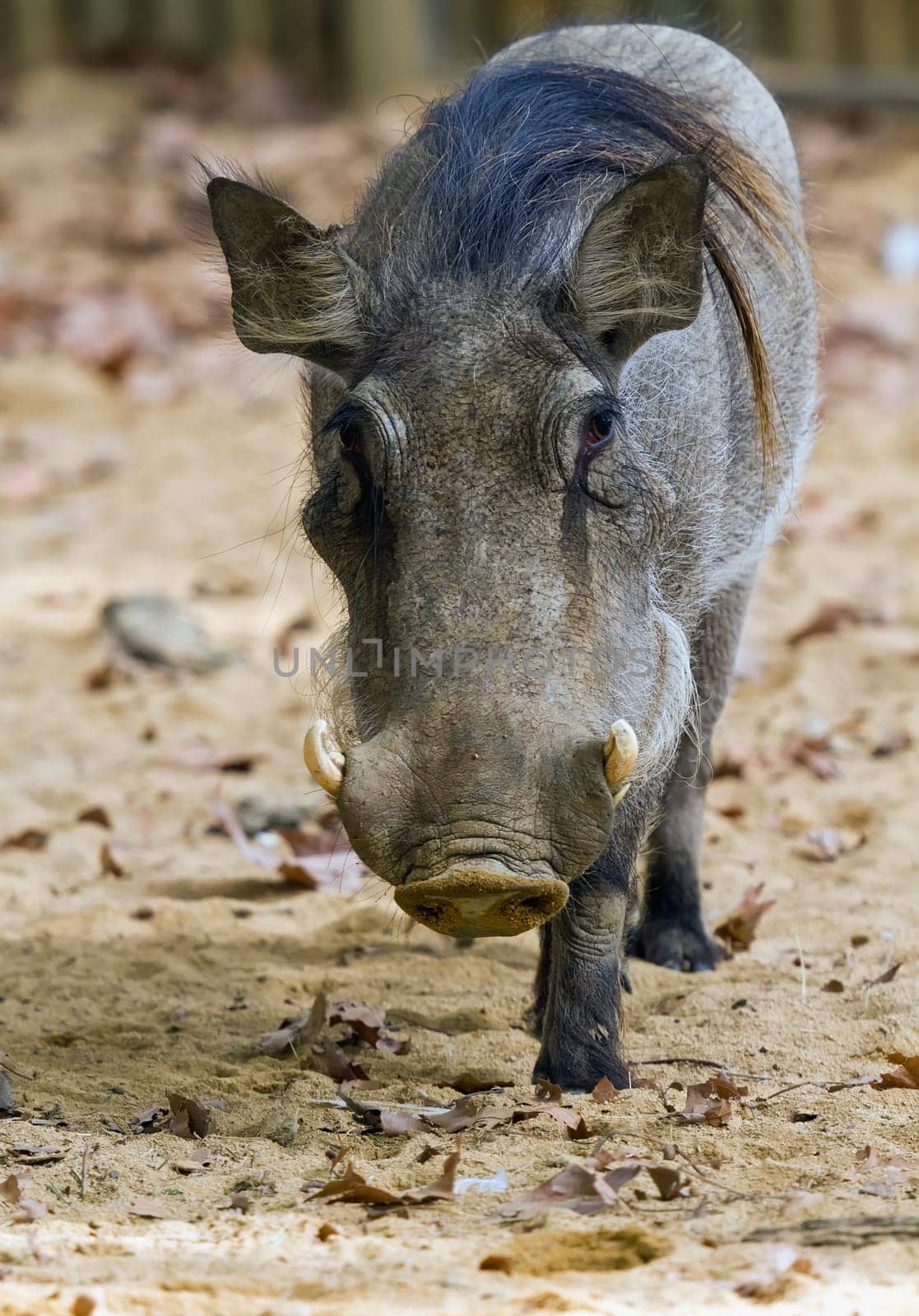 Warthog or Common Warthog, Phacochoerus africanus, is a wild member of the pig family
