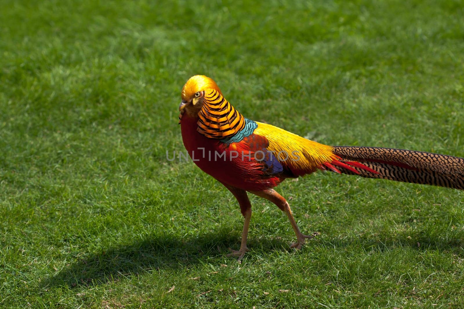 Courtship display