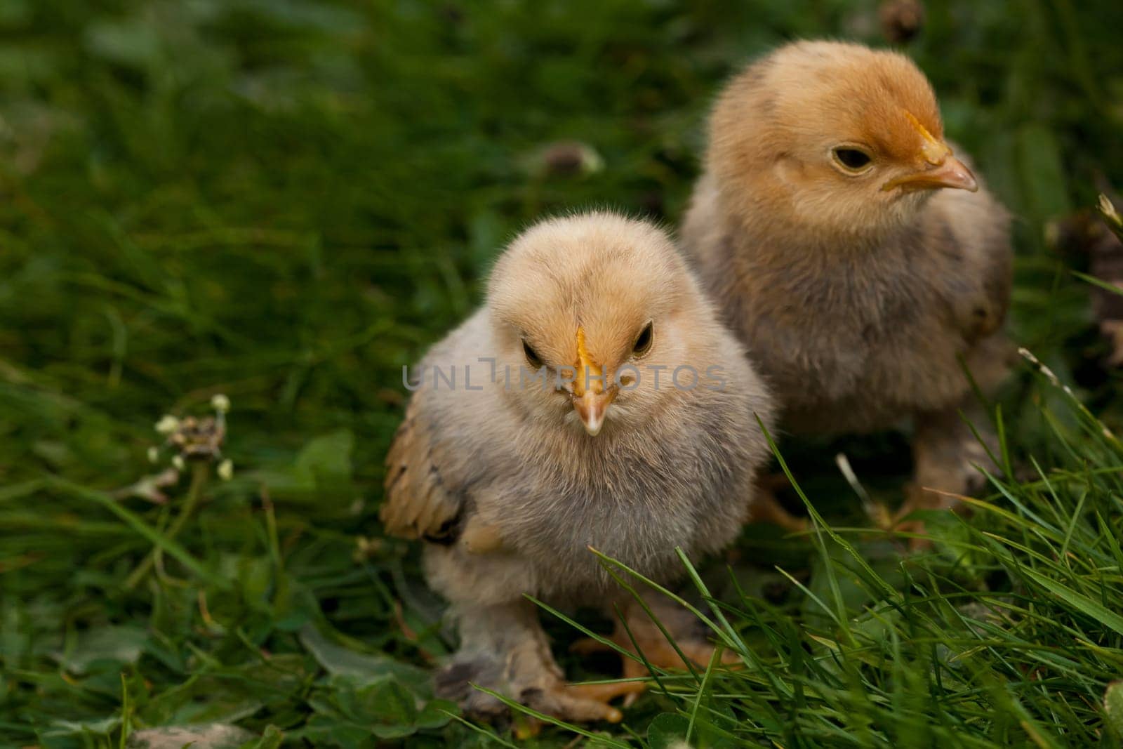 Chick................
