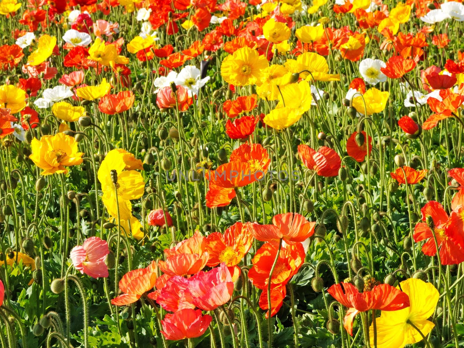 colorful flower bed,meadow with different colored poppies