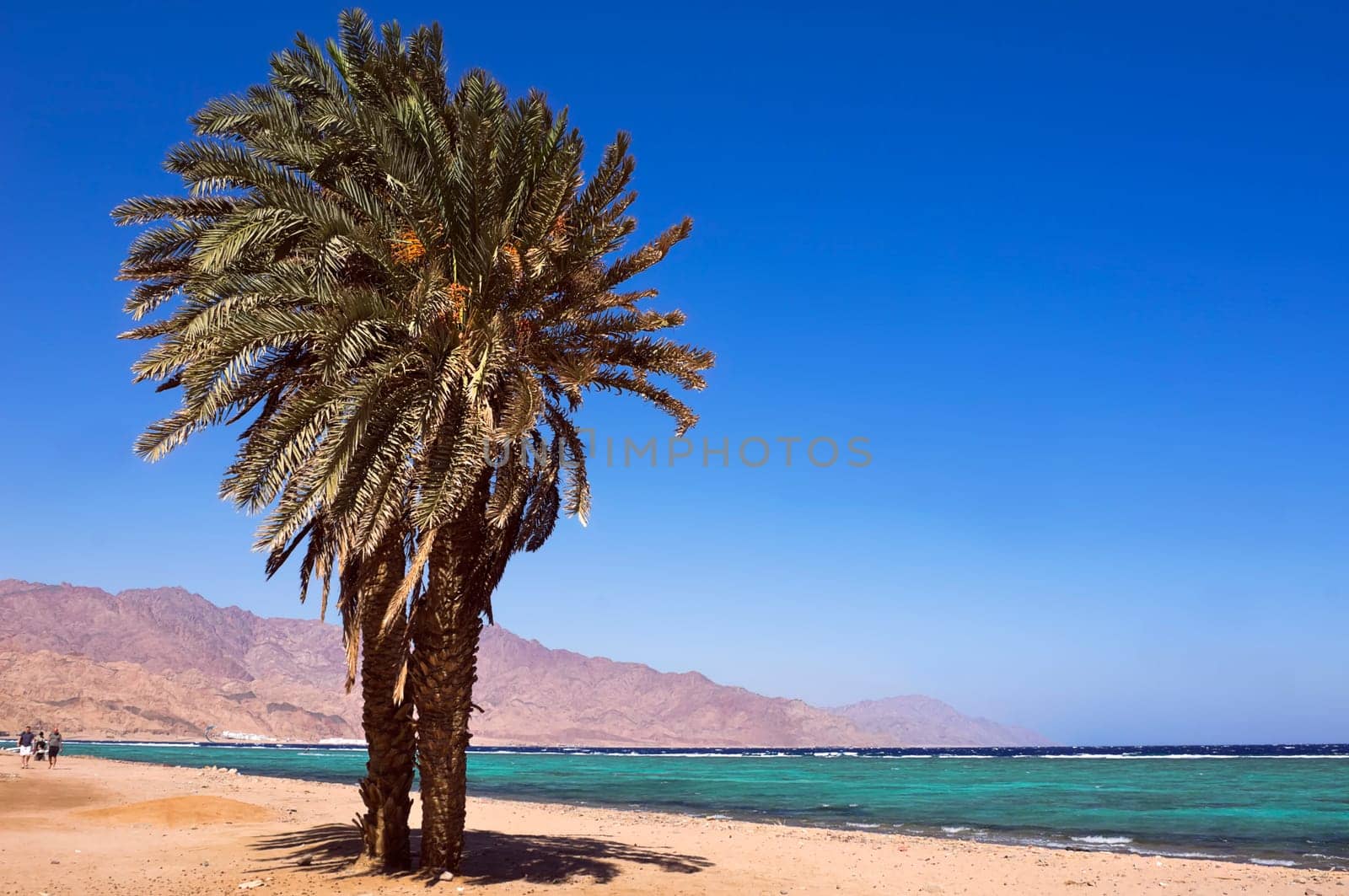 Twin palm tree on the beach of Dahab Assalah