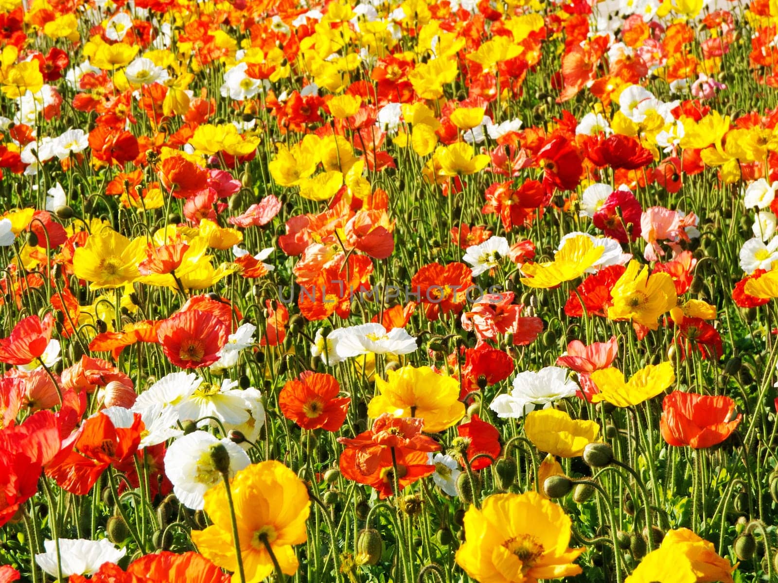 colorful flower bed,meadow with different colored poppies