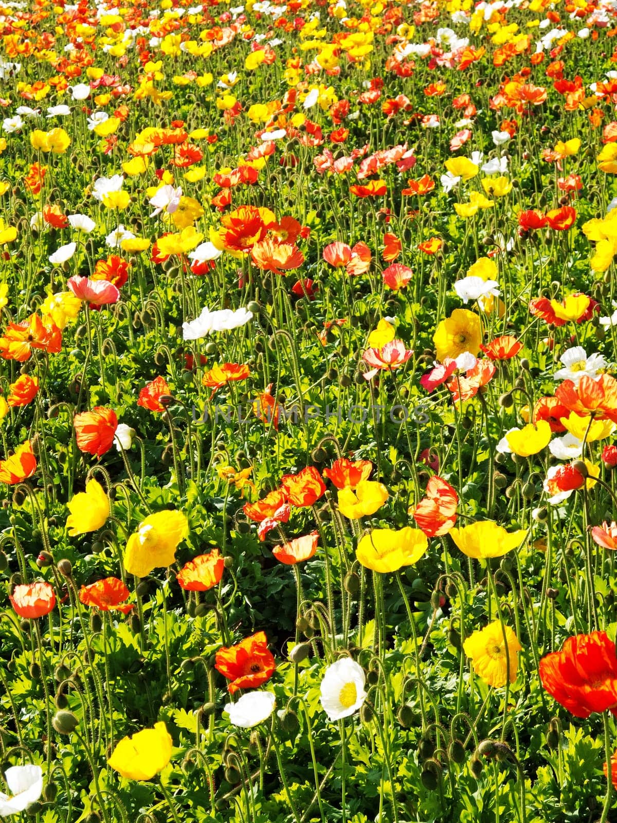 colorful flower bed,meadow with different colored poppies
