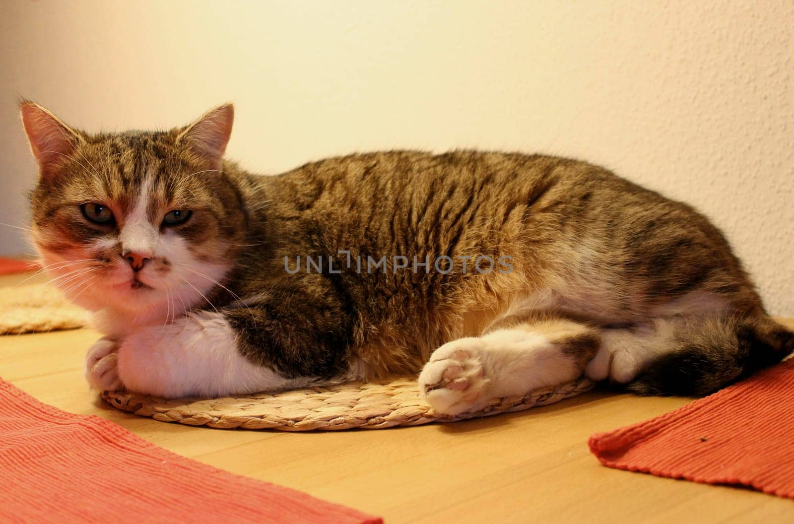 Tabby cat on the dining table