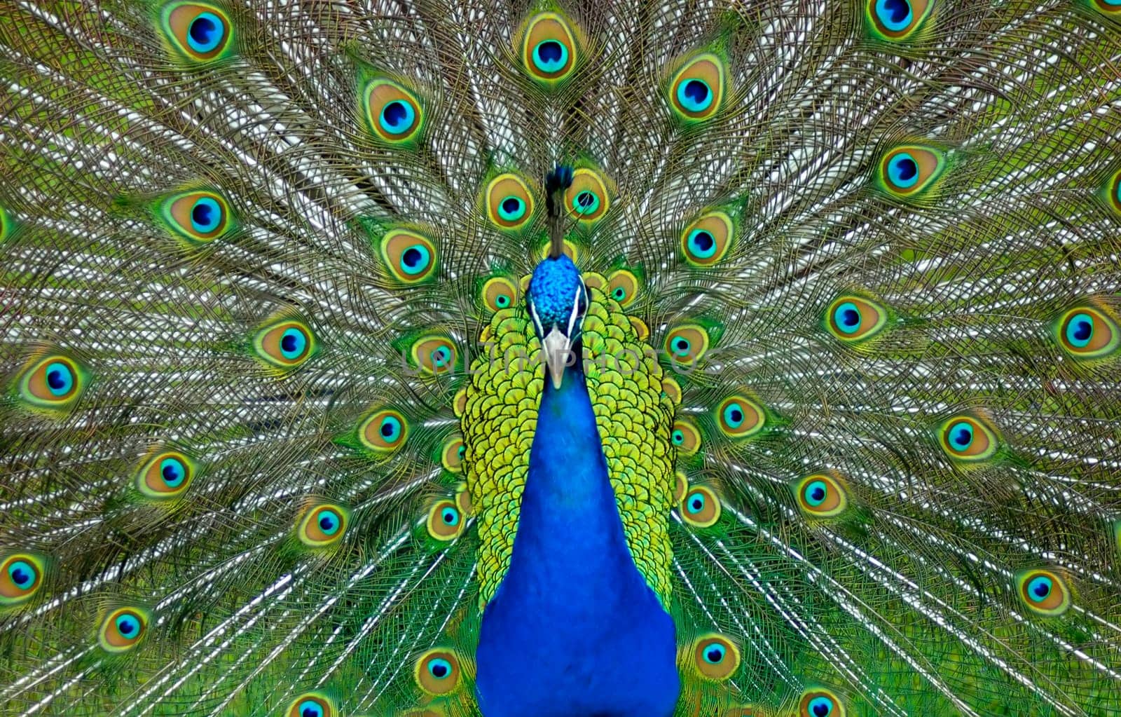 A male peacock displaying its colorful feathers