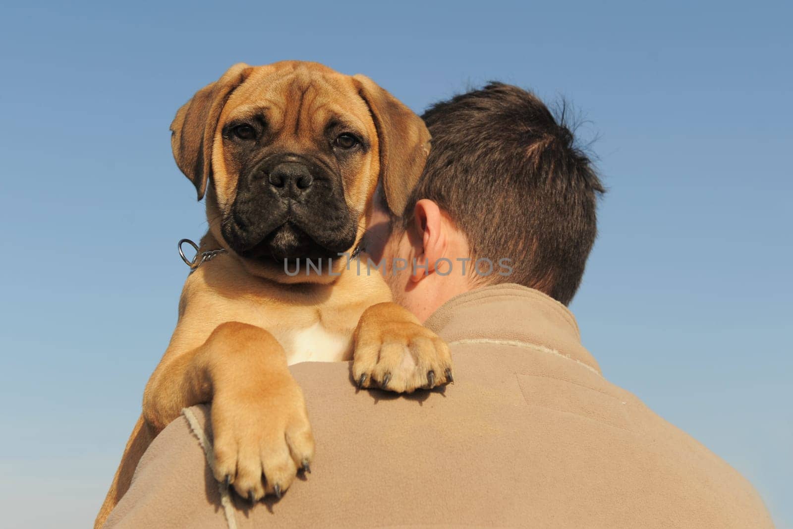 a man holding on his shoulder his puppy Bull Mastiff