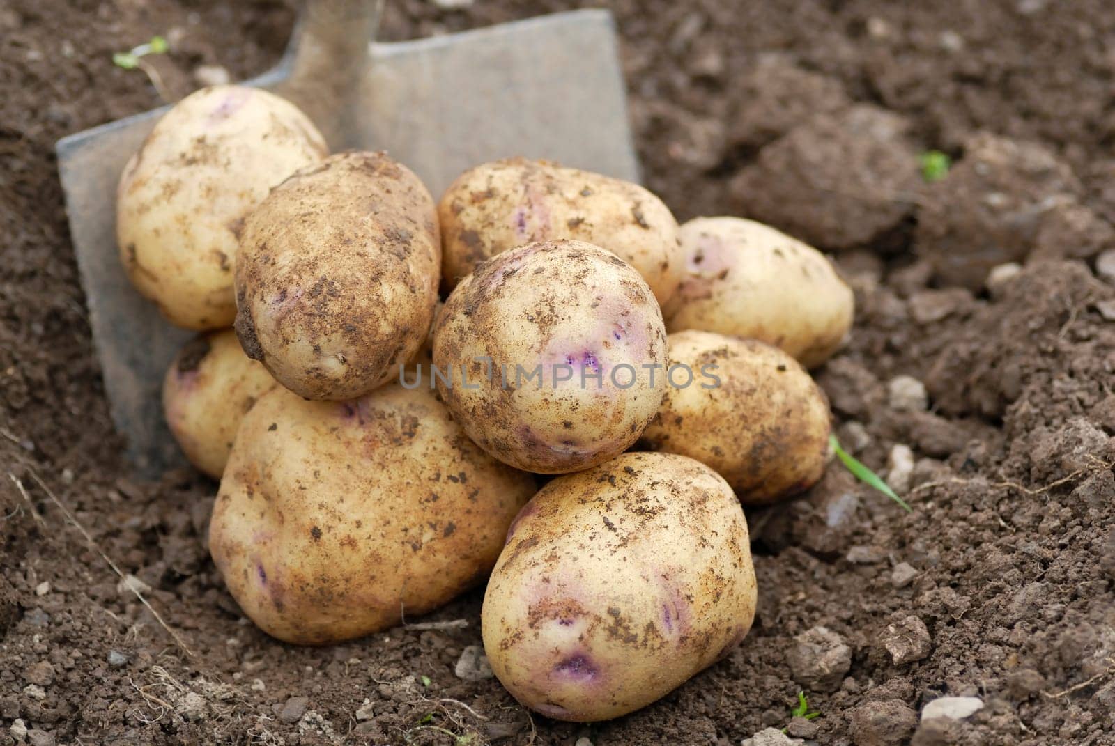 Kestrel Potatoes harvested from an allotment.