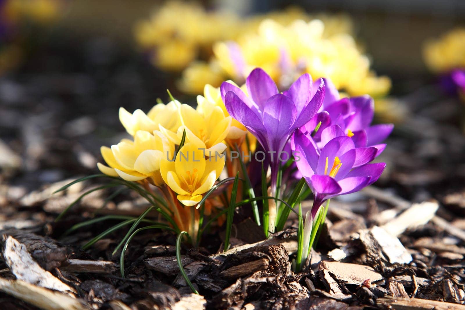 Purple and yellow crocus in garden