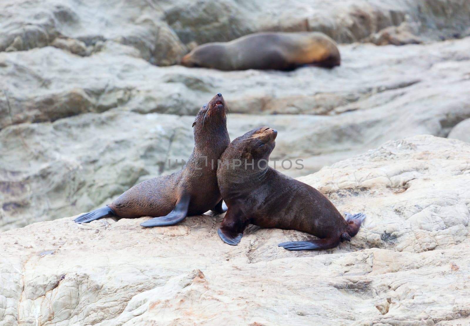 A group of Hooker&#039 s Seal Lions on a rock by the New Zealand coast.