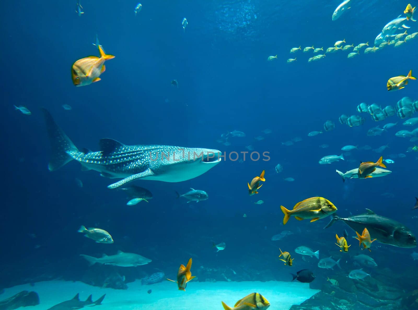 Underwater image of a whale shark and schools of fish
