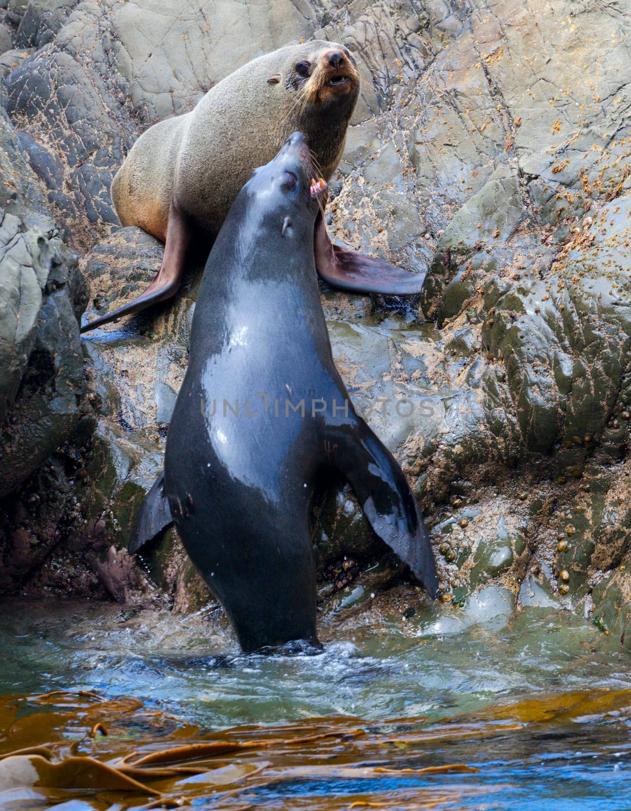 Hooker&#039 s Seal Lions on a rock on the New Zealand coast.