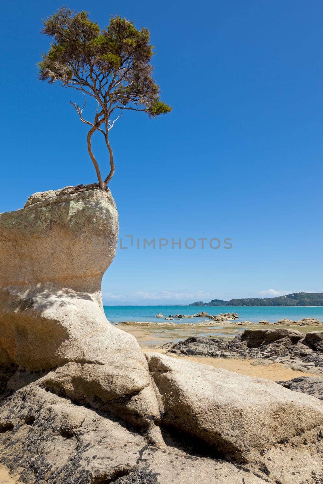 Tree growing out of the rock on the shore of Tasman Bay in New Zealand