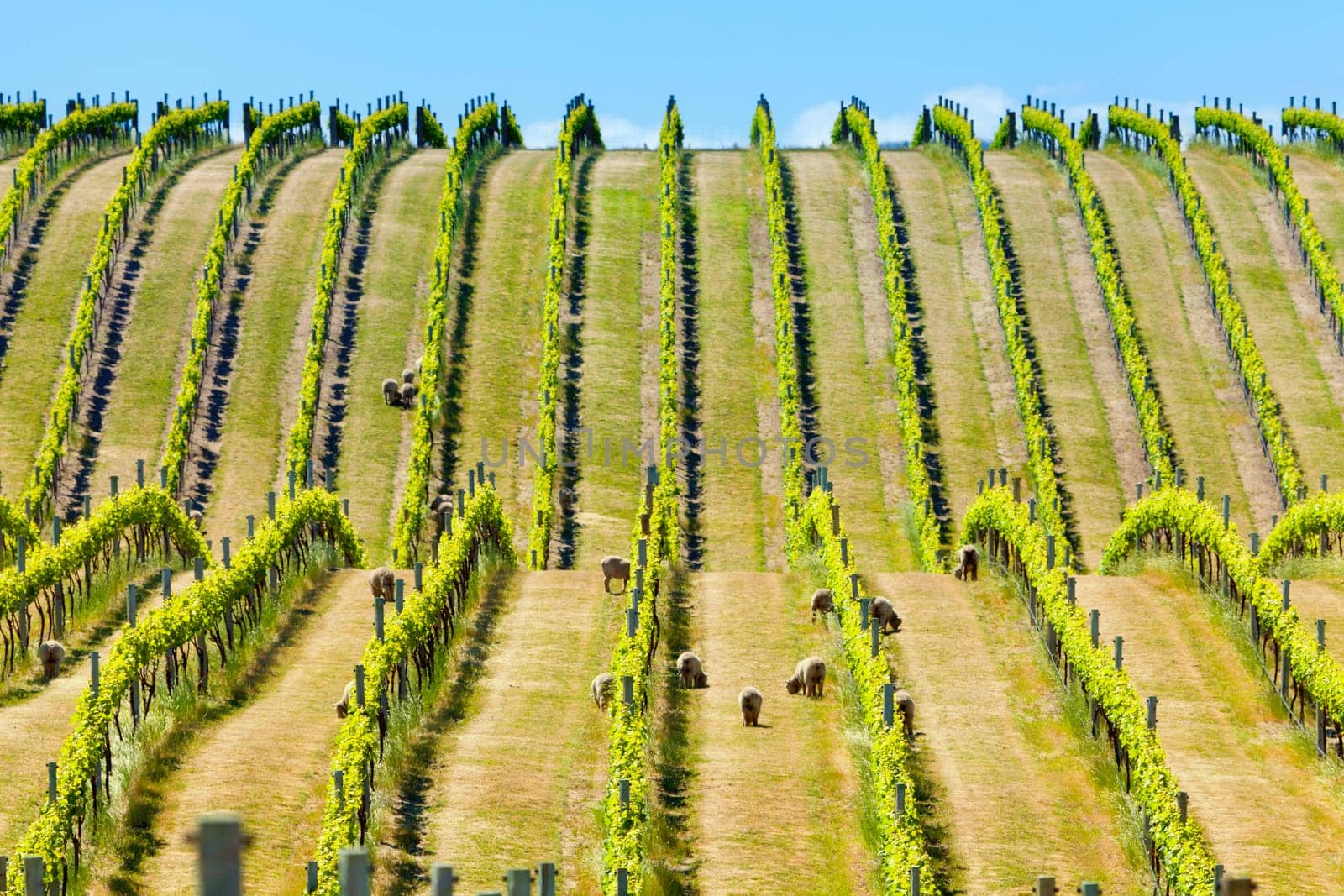Babydoll sheep grazing in a vineyard in Marlborough wine region in the South Island of New Zealand