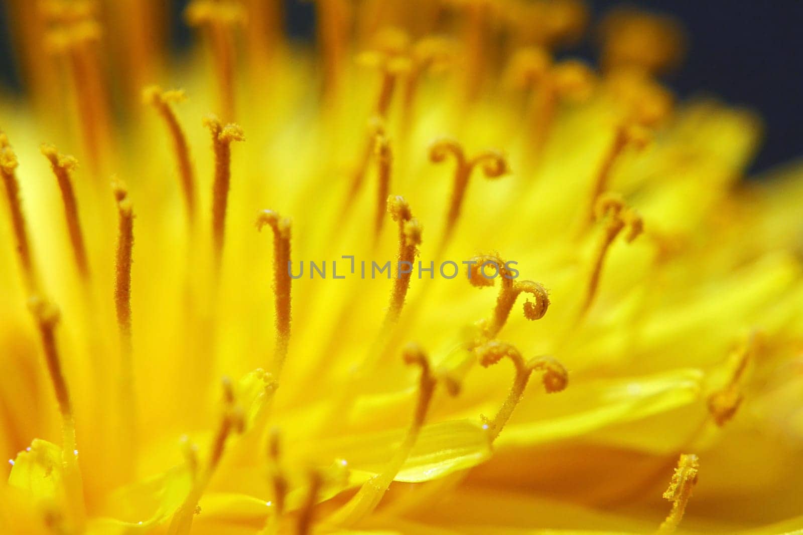 Close-up of a dandelion blossom