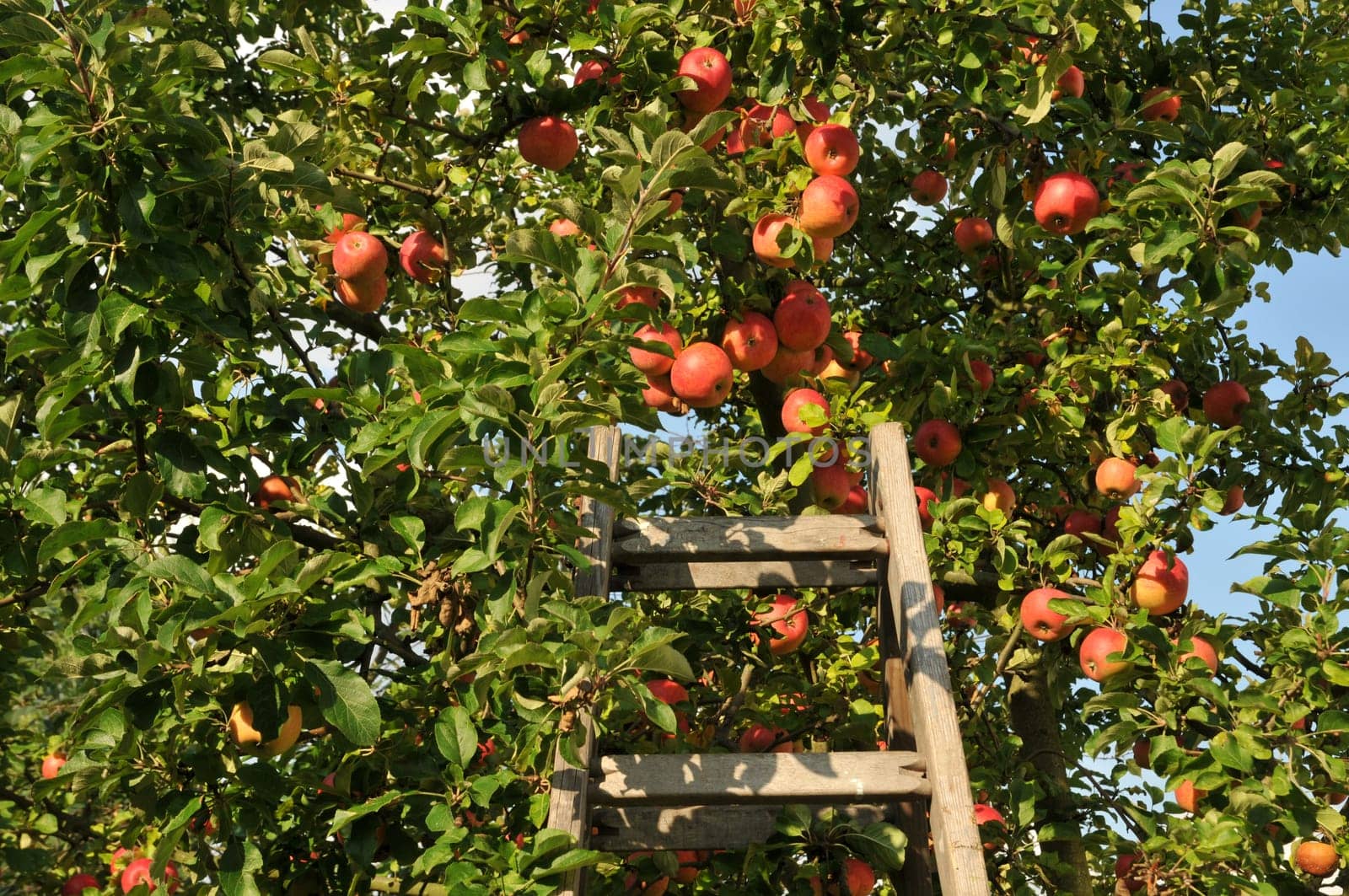 Apples in autumn