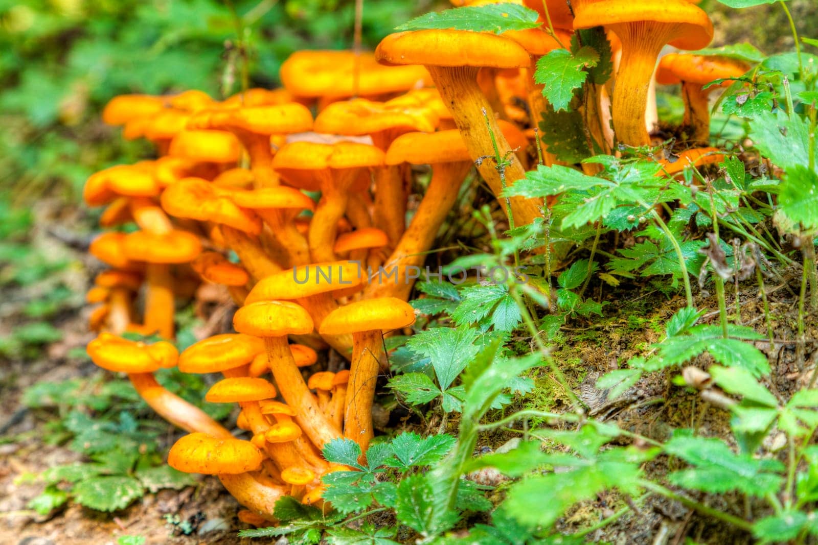 Closeup image of a bunch of yellow mushrooms growing in the forest