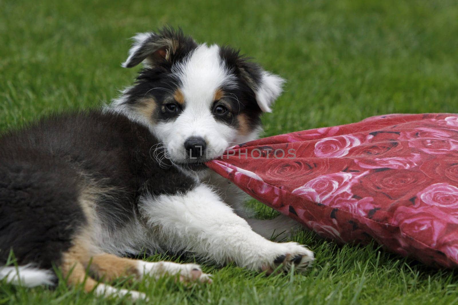Australian Shepherd puppy