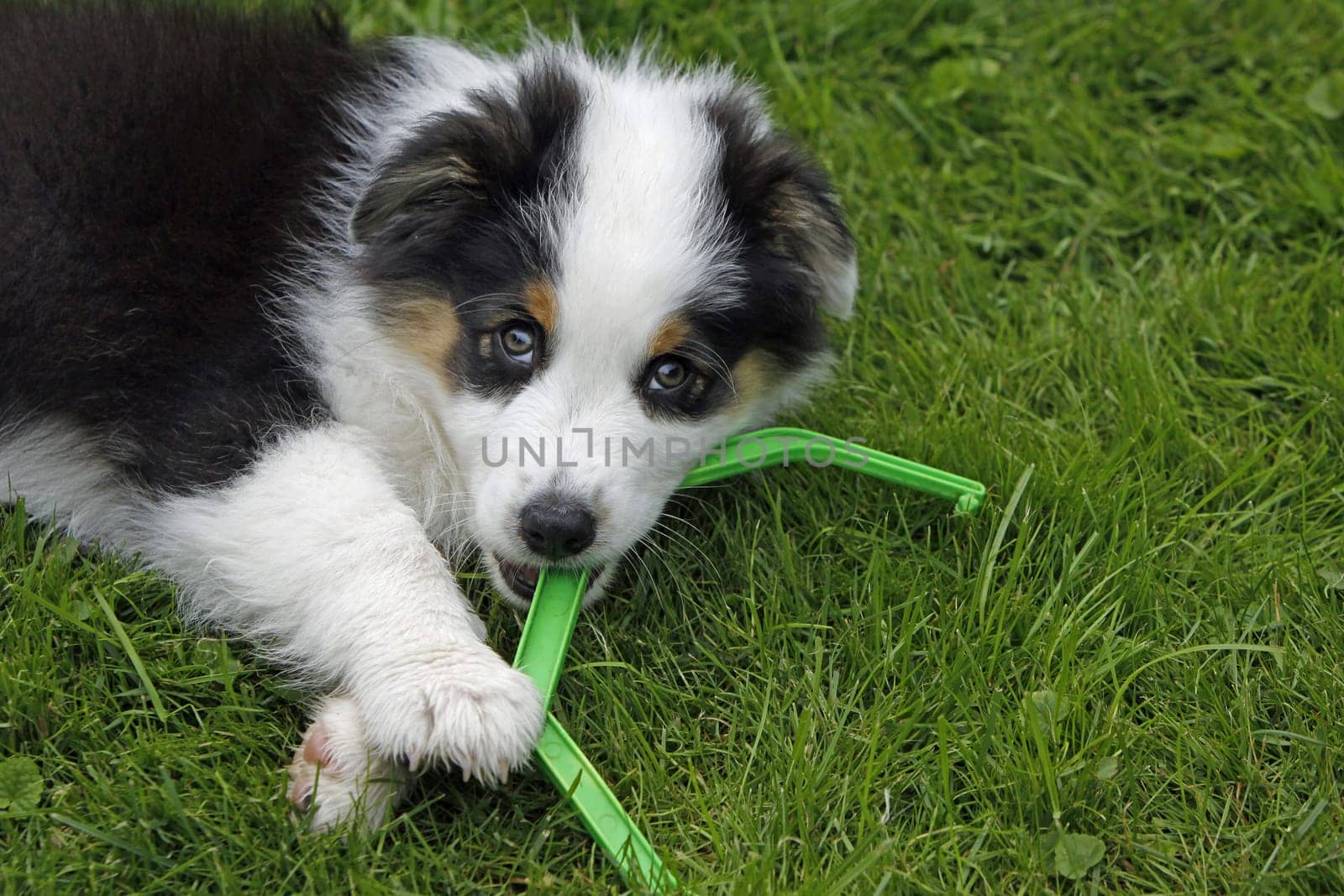Australian Shepherd puppy