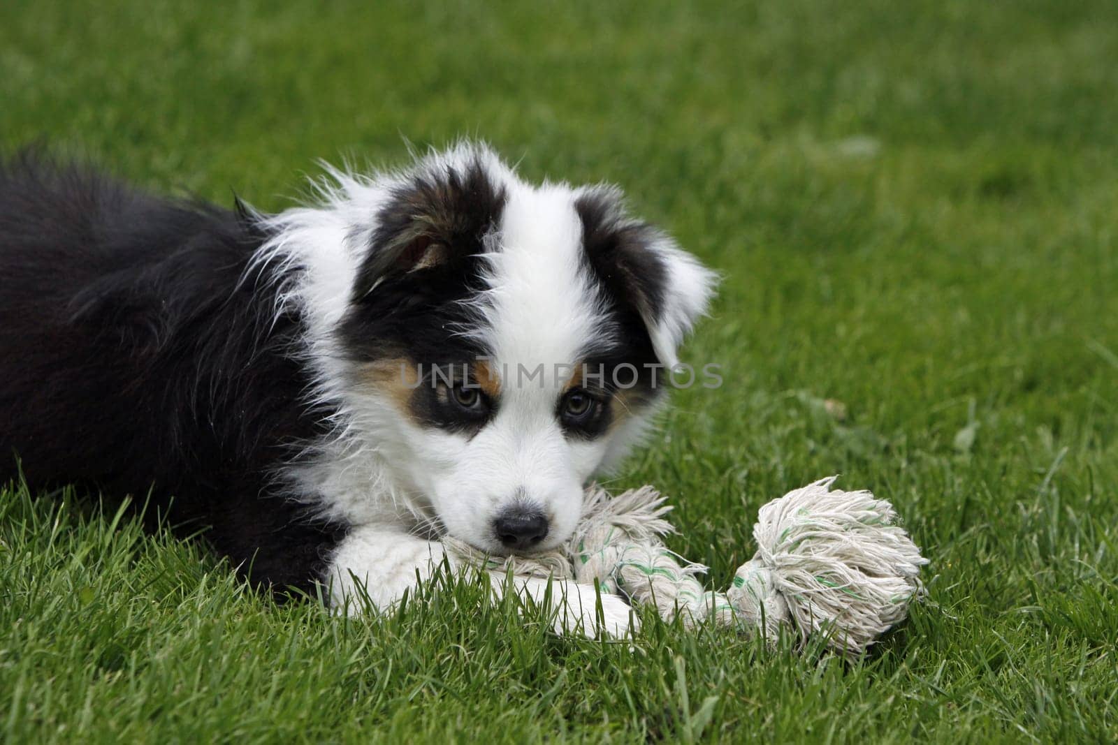 Australian Shepherd puppy