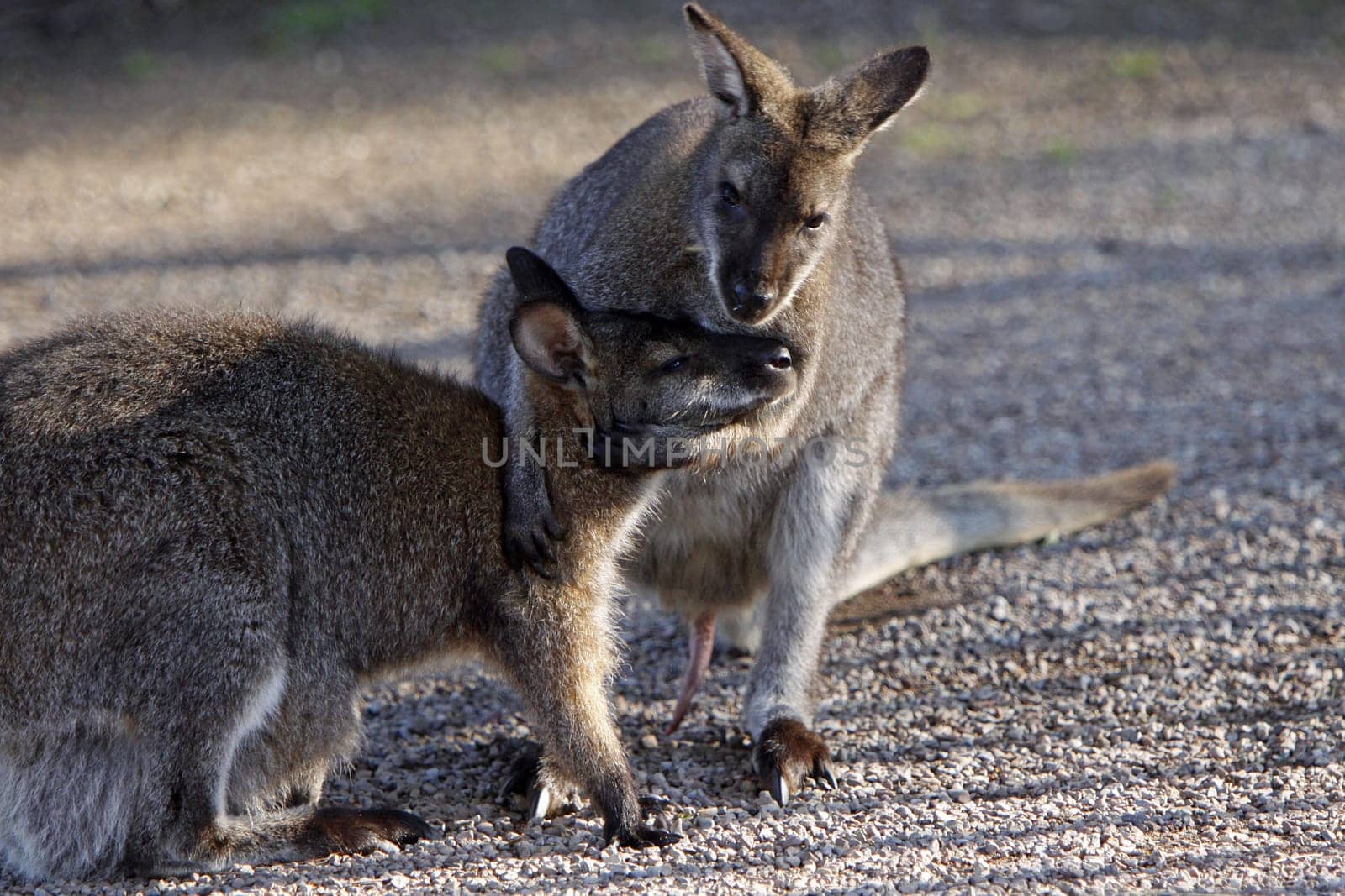 Fighting Bennett's kangaroos