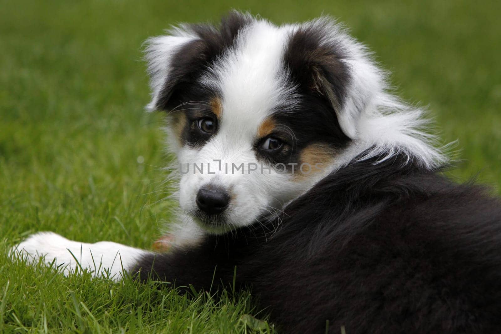 Australian Shepherd puppy