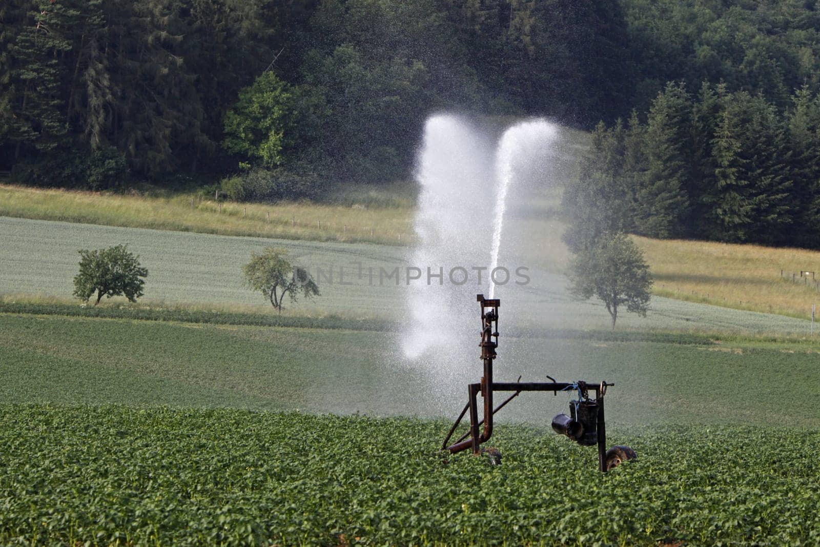 Watering a potato field