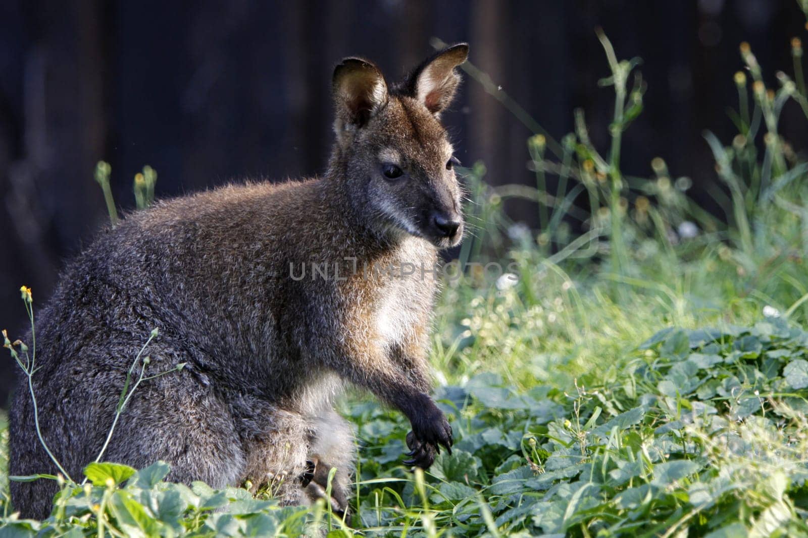 Bennett's kangaroo