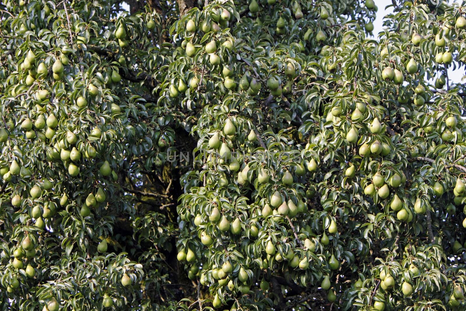 Harvest-ready pears on a pear tree