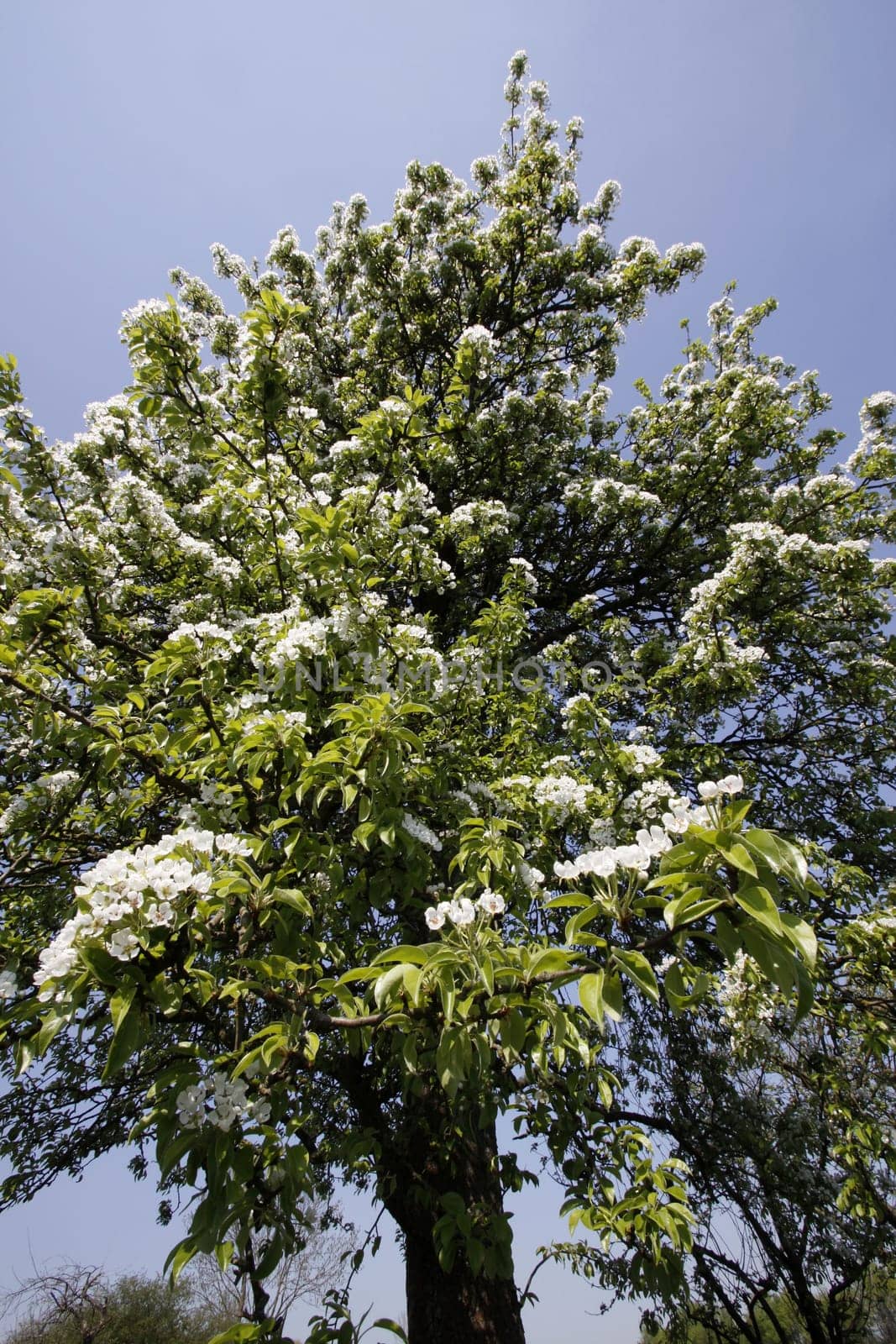 Blooming pear tree