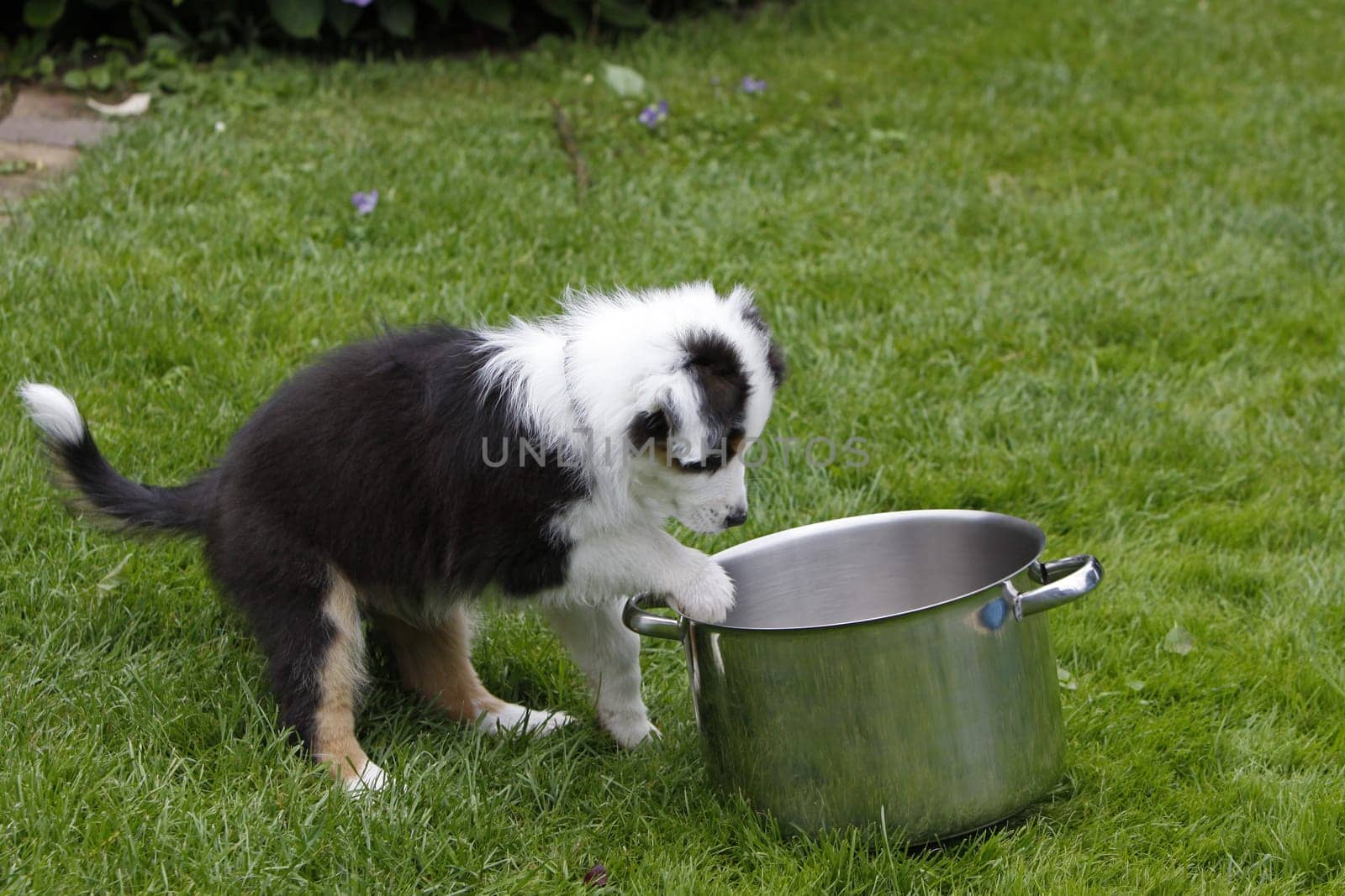 Australian Shepherd puppy
