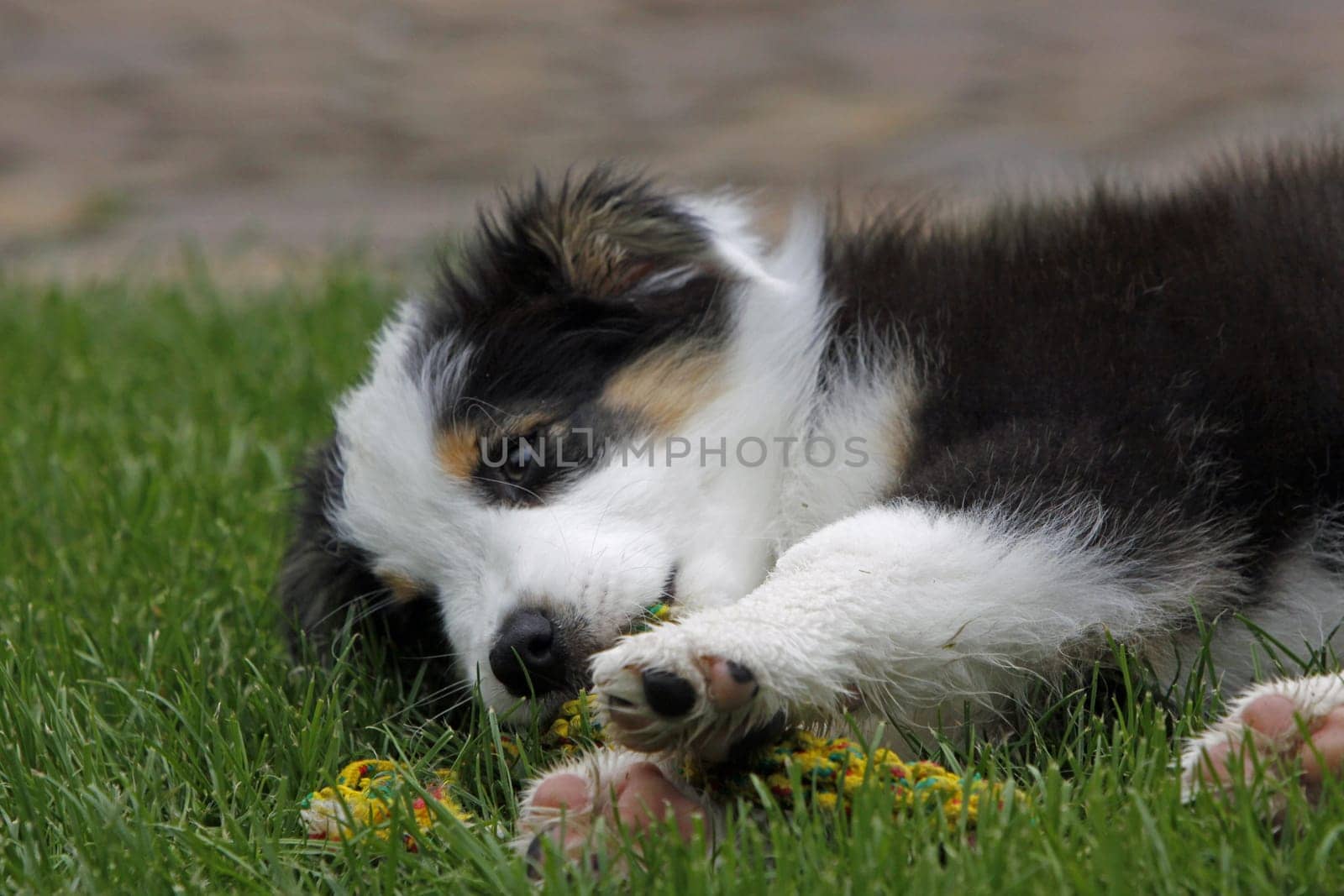 Australian Shepherd puppy